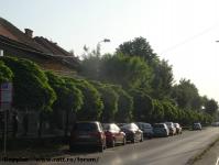 Imagine atasata: Pomi str. Brediceanu - 2015.05.19 - 01.jpg
